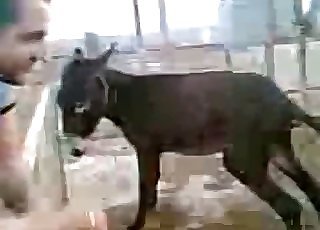 Dog zoofilia tube