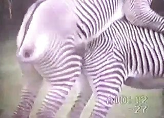 Zebra has a very massive hard boner