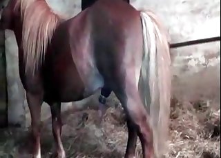 Awesome small pony is enjoying bestiality XXX