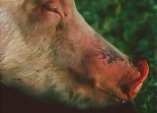 Two nasty pigs having dirty sex