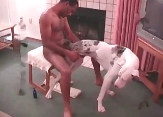 Dalmatian