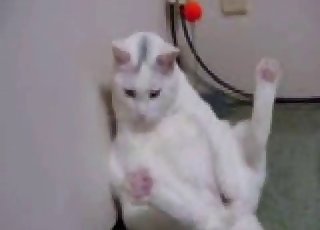 Pussy playing with its pussy