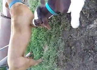 Two hot animals have nice outdoor sex