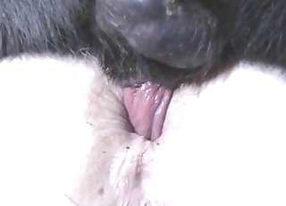 Crazy bestial porn with a stunning animal