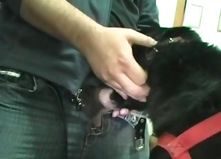 Animal is getting brutally fucked by a filthy dude