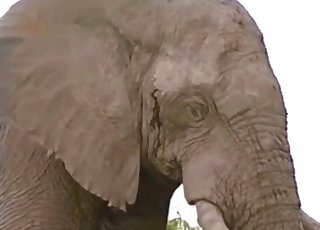 Elephant showing off its amazingly large penis