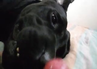 POV oral with a very ionate doggo