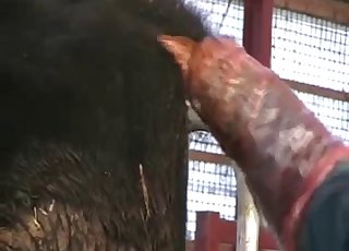 Sticking my hands in cow tight ass