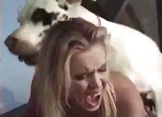 White dog nicely pounds her tight wet hole