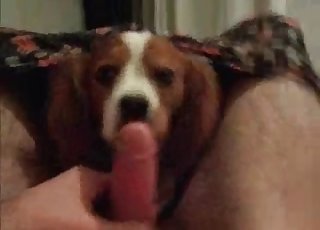 Dude lets this dog suck his hot cock